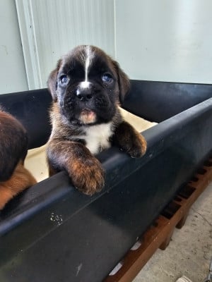 Les chiots de Boxer