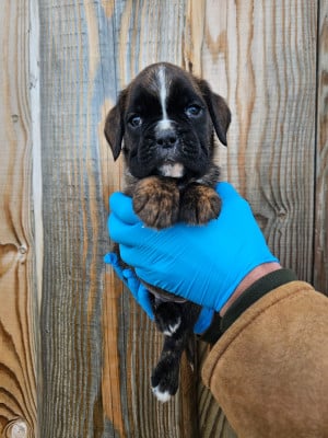 Les chiots de Boxer