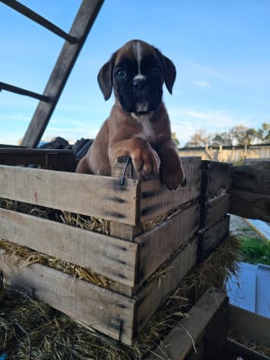 Les chiots de Boxer