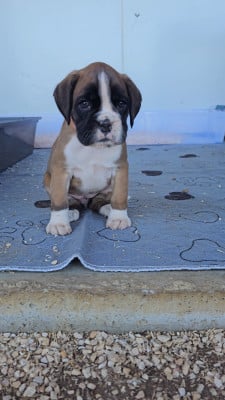 Les chiots de Boxer