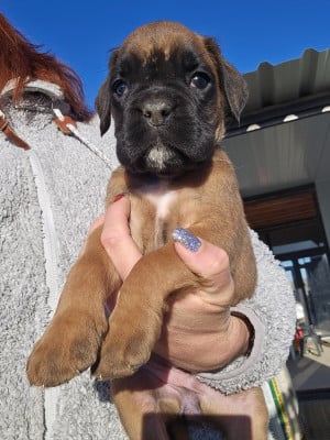 Les chiots de Boxer