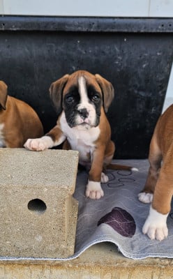 Les chiots de Boxer