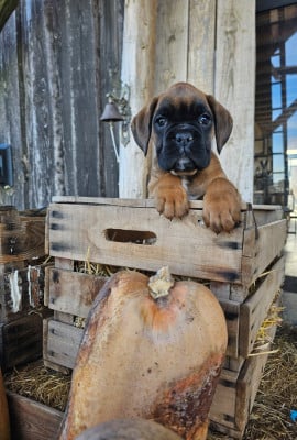 Les chiots de Boxer
