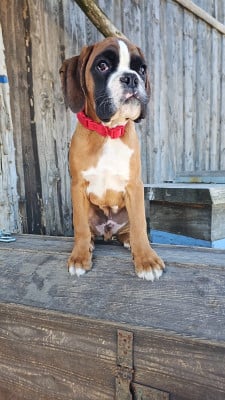 Les chiots de Boxer