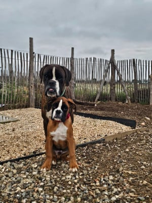 Les chiots de Boxer
