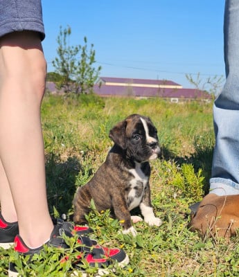 Les chiots de Boxer