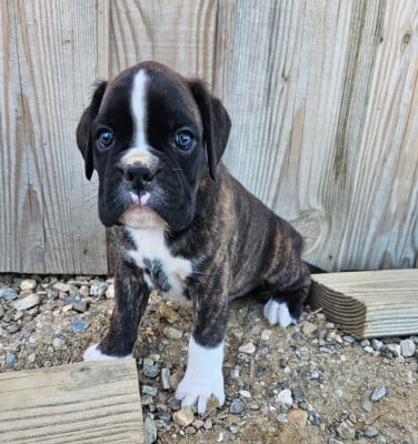 Les chiots de Boxer