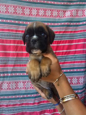 Les chiots de Boxer