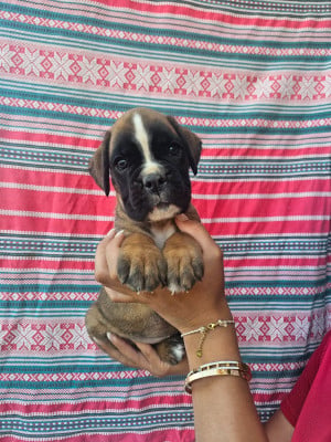 Les chiots de Boxer