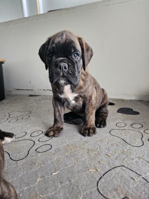Les chiots de Boxer