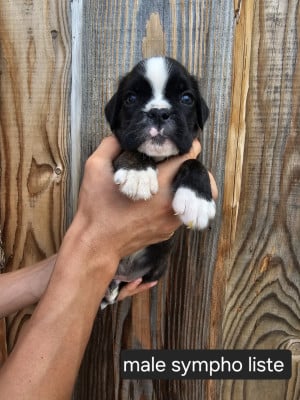 Les chiots de Boxer