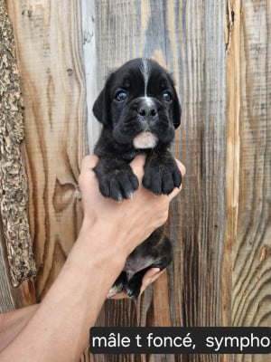 Les chiots de Boxer