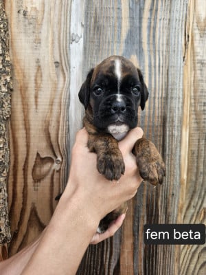 Les chiots de Boxer