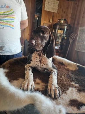 Les chiots de Braque allemand à poil court