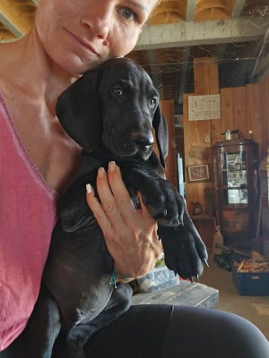Les chiots de Braque allemand à poil court