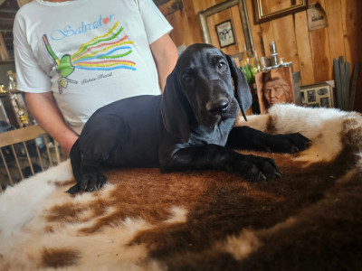 Les chiots de Braque allemand à poil court