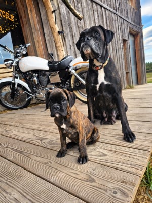 Les chiots de Boxer