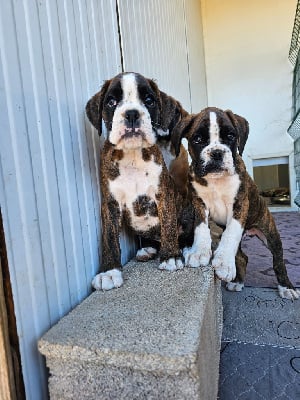 Les chiots de Boxer