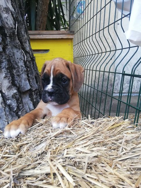CHIOT - Boxer