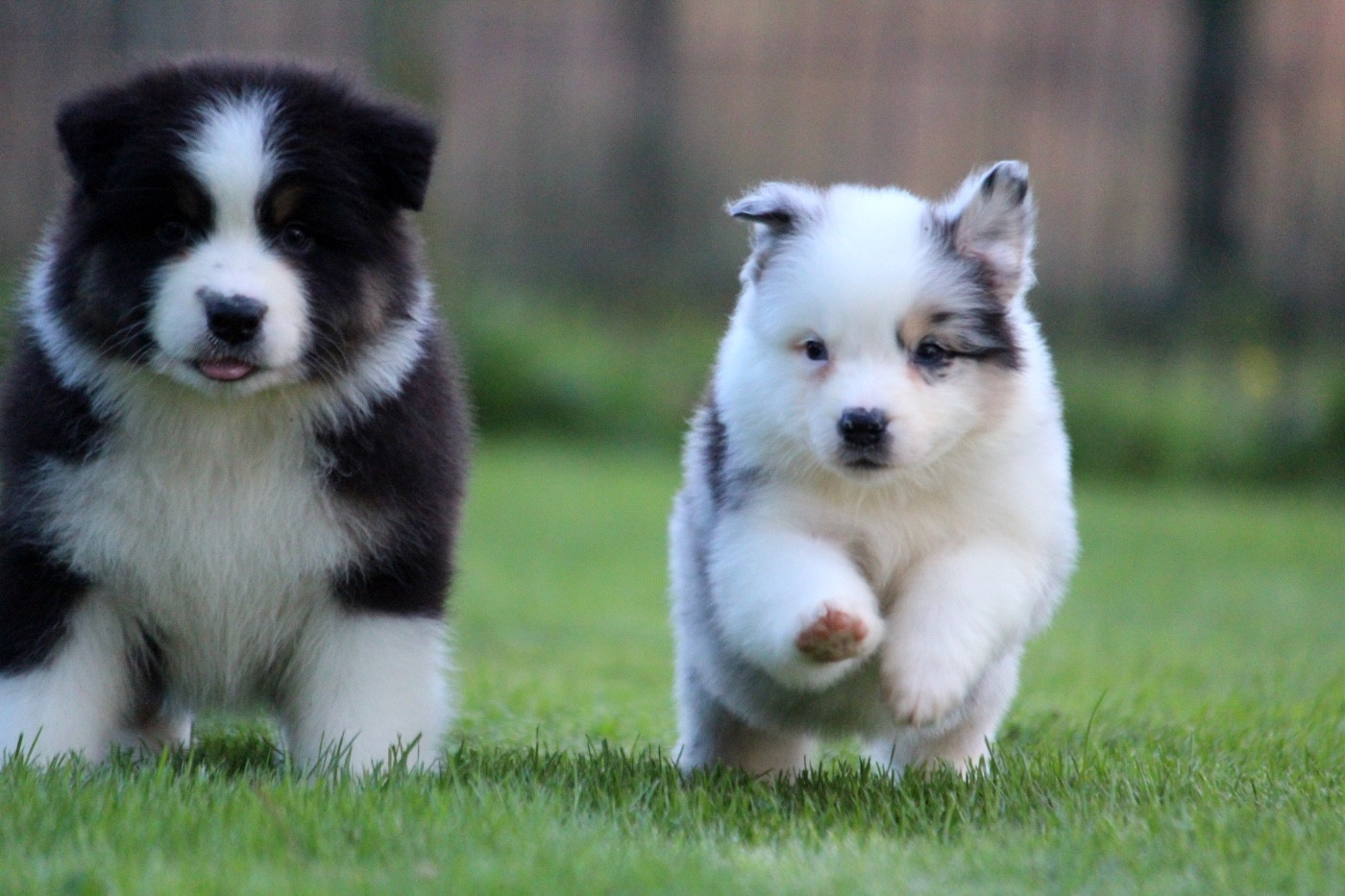 Berger Australien - des Terres De Khairyaca