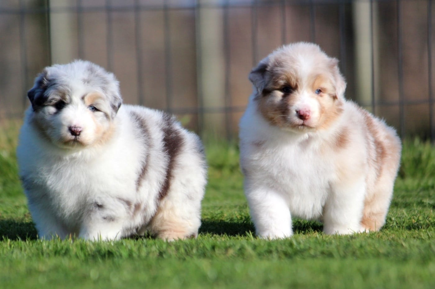 Berger Australien - des Terres De Khairyaca