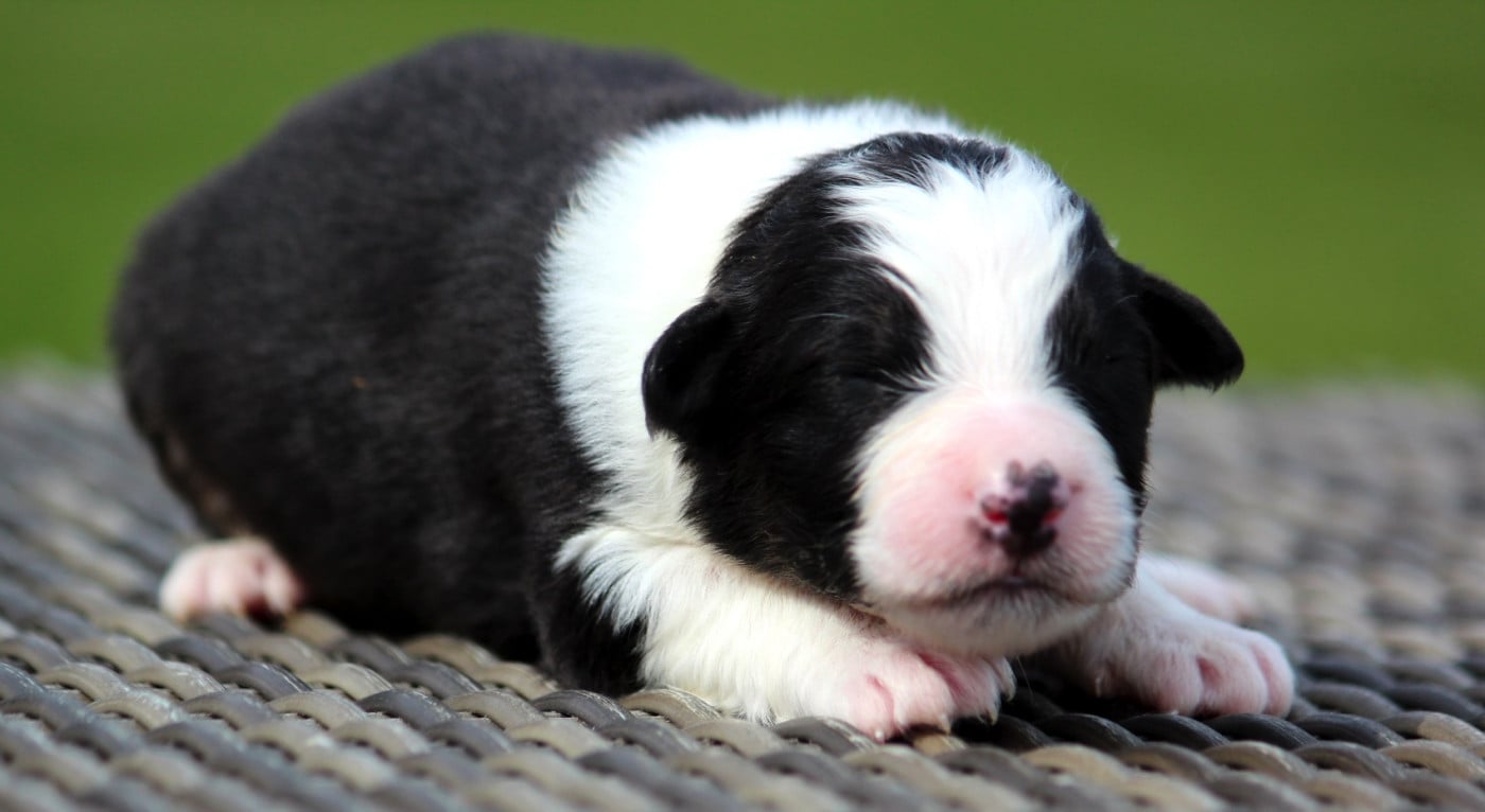 Berger Australien - des Terres De Khairyaca