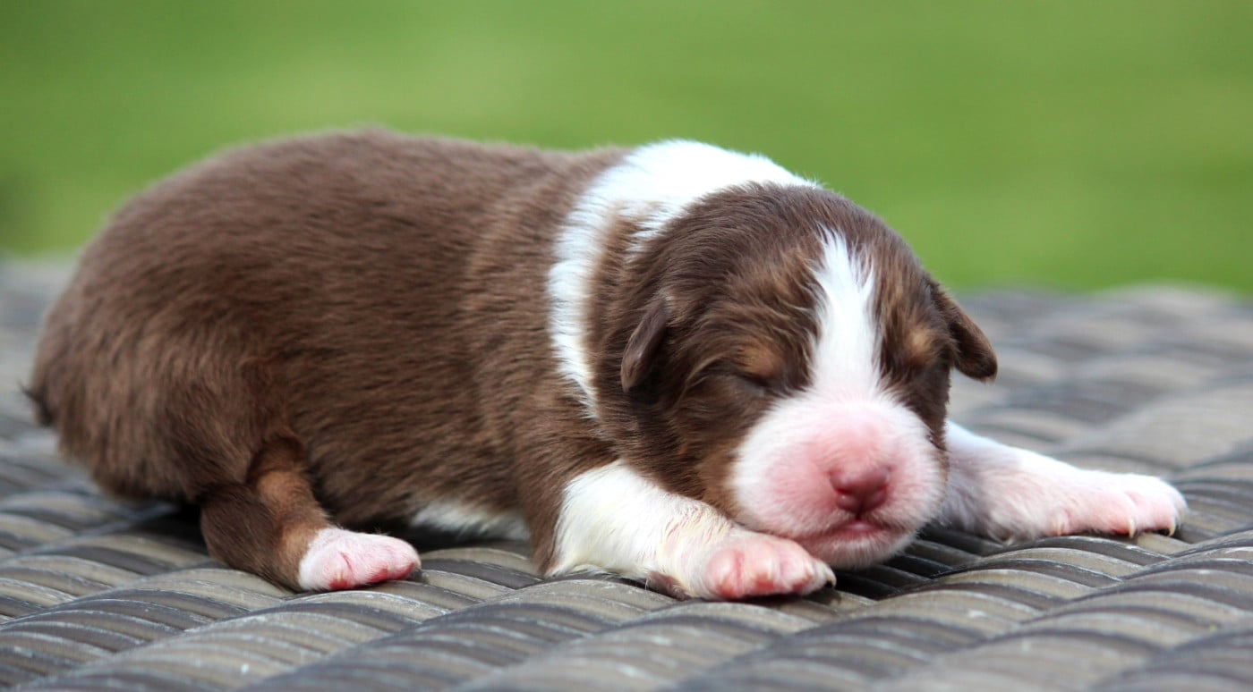 Berger Australien - des Terres De Khairyaca