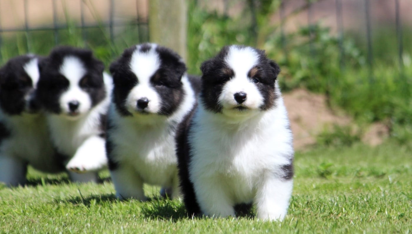 Berger Australien - des Terres De Khairyaca