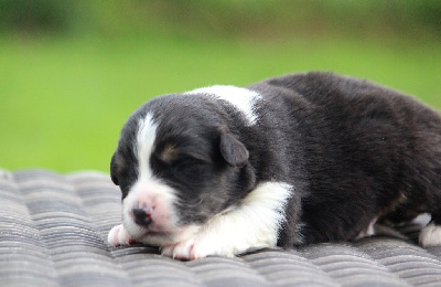 Les chiots de Berger Australien