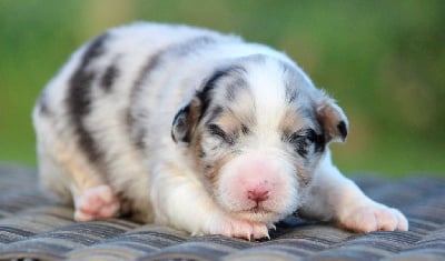 Les chiots de Berger Australien