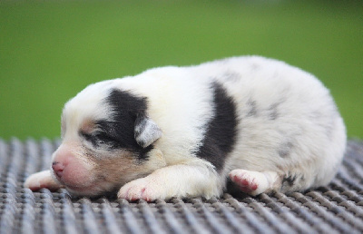 Les chiots de Berger Australien