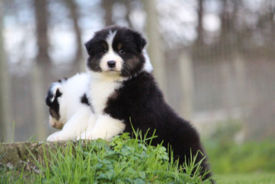 Les chiots de Berger Australien