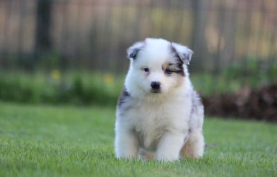 Les chiots de Berger Australien