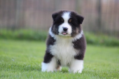 Les chiots de Berger Australien
