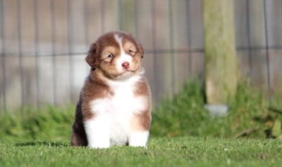 Les chiots de Berger Australien