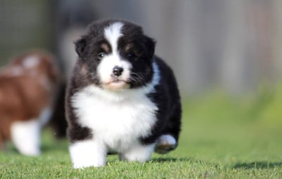 Les chiots de Berger Australien