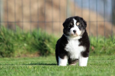 Les chiots de Berger Australien