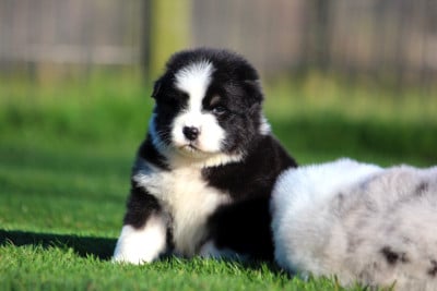 Les chiots de Berger Australien