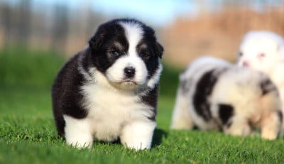 Les chiots de Berger Australien