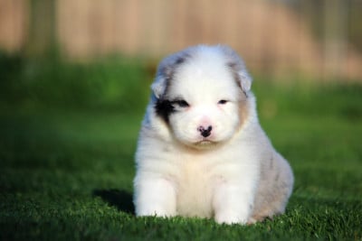 Les chiots de Berger Australien
