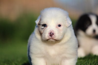 Les chiots de Berger Australien