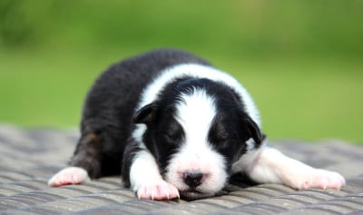 Les chiots de Berger Australien