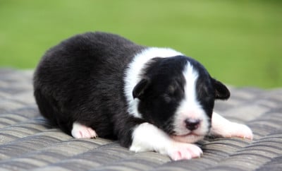 Les chiots de Berger Australien