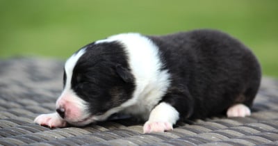 Les chiots de Berger Australien