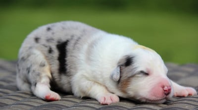 Les chiots de Berger Australien