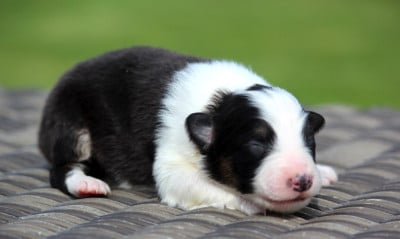 Les chiots de Berger Australien