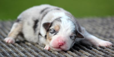 Les chiots de Berger Australien