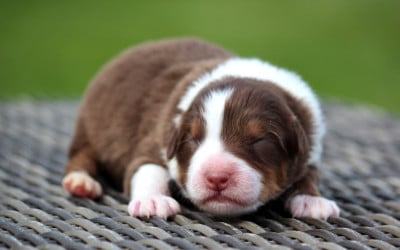 Les chiots de Berger Australien