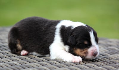 Les chiots de Berger Australien