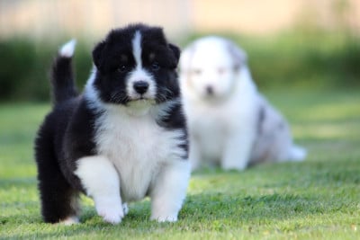 Les chiots de Berger Australien
